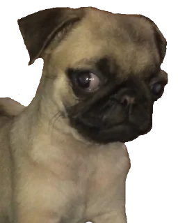 Sticker Secret Penis Pack - 10