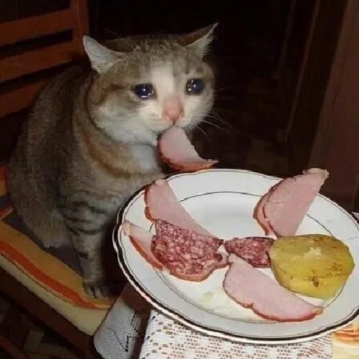 кошка тарелка комнатный