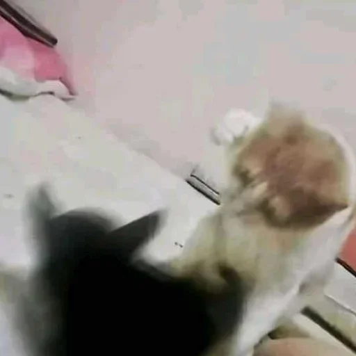 комнатный млекопитающее животное