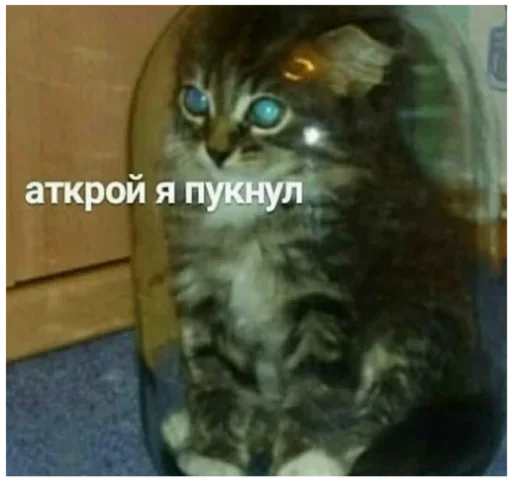 животное кошка кошки малого и среднего размера