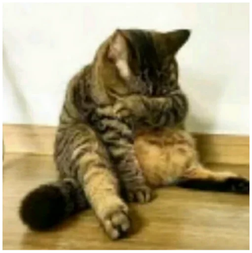 млекопитающее животное кошка