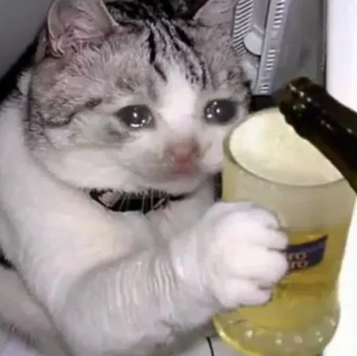 комнатный кошки малого и среднего размера кошачьи