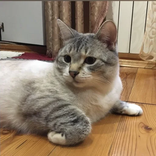 Стикер SemenKotofei - 1