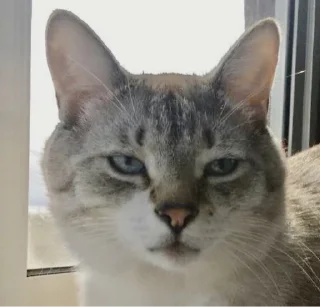 Стикер Кот Семён - 4