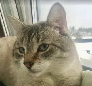 Стикер Кот Семён - 9