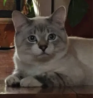 Стикер Кот Семён - 1