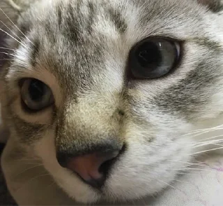 Стикер Кот Семён - 7