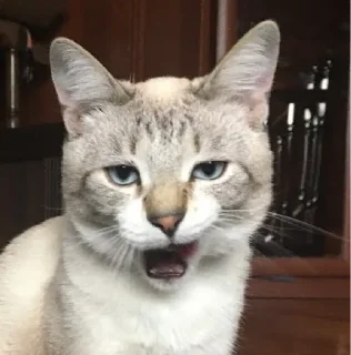 Стикер Кот Семён - 0