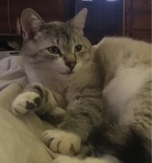 Стикер Кот Семён - 3