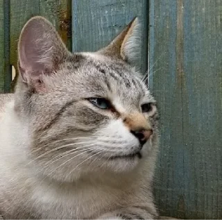 Стикер Кот Семён - 5