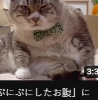 Стикер Кот Семён - 11