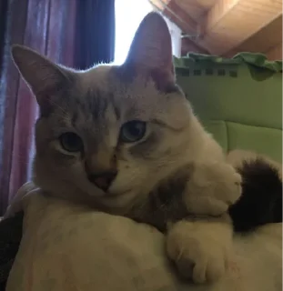 Стикер Кот Семён - 6