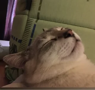 Стикер Кот Семён - 10