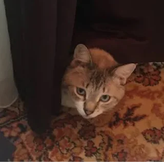 Стикер Кот Семён - 2