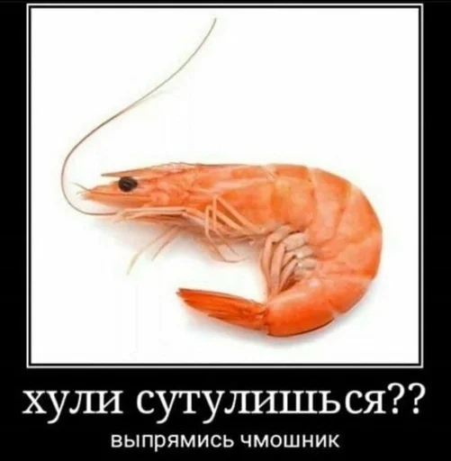 животное беспозвоночный морепродукты