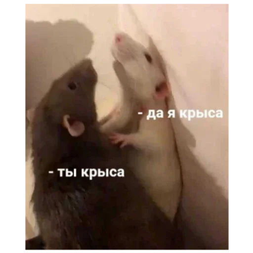 Серая Крысятня - 