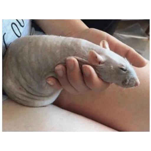 Sticker SerayaKrysyatnya - 1