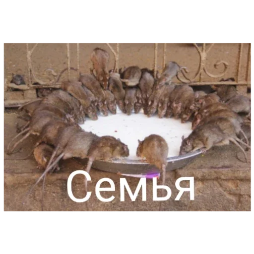 Sticker SerayaKrysyatnya - 1