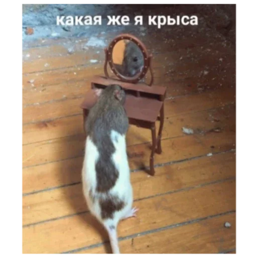 Sticker SerayaKrysyatnya - 1