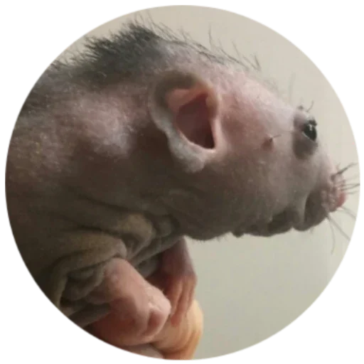 Sticker SerayaKrysyatnya - 1