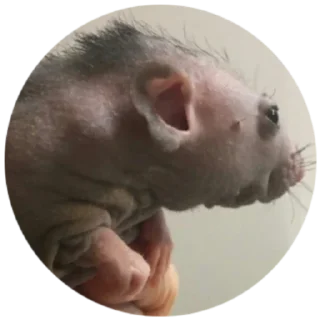 Sticker Серая Крысятня - 2