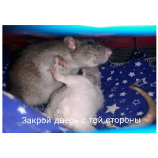 Sticker Серая Крысятня - 1