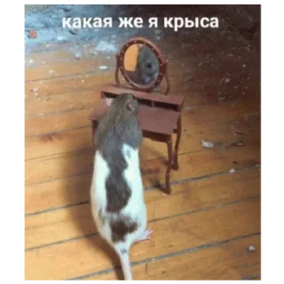 Sticker Серая Крысятня - 3