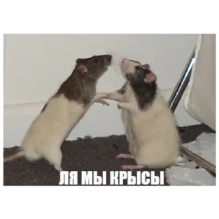 Sticker Серая Крысятня - 5