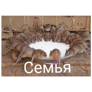 Sticker Серая Крысятня - 4