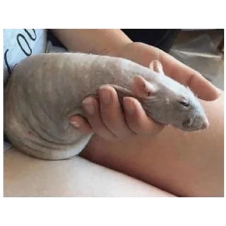 Sticker Серая Крысятня - 10