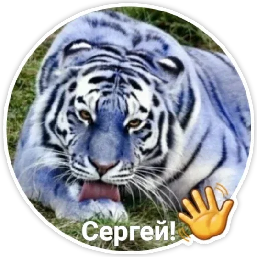 animal mammal big cat