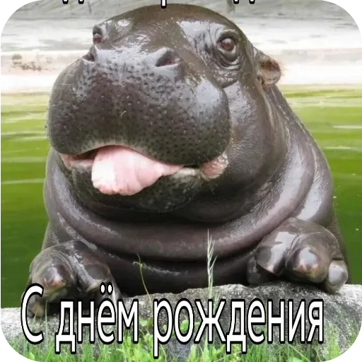 Sticker Seroga_stickers_by_SozdaiStickeriBot - 1