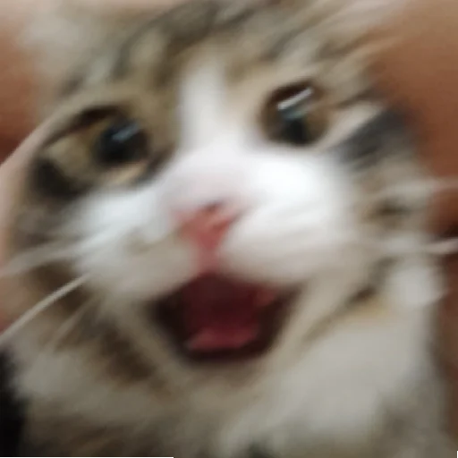 млекопитающее животное кошка