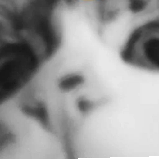 животное млекопитающее черно-белый