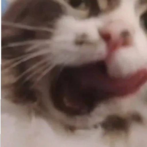 млекопитающее животное кошка