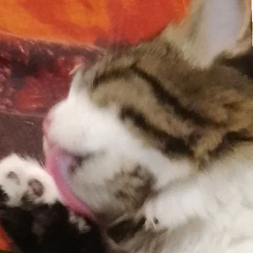 животное млекопитающее кошачьи