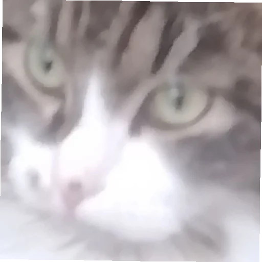 животное кошка кошки малого и среднего размера