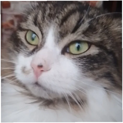 животное млекопитающее кошка