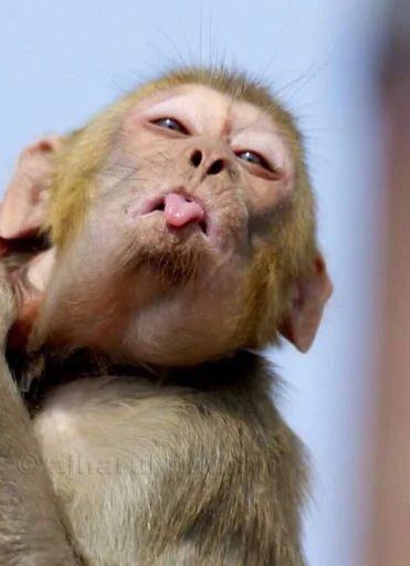 animal mammal primate