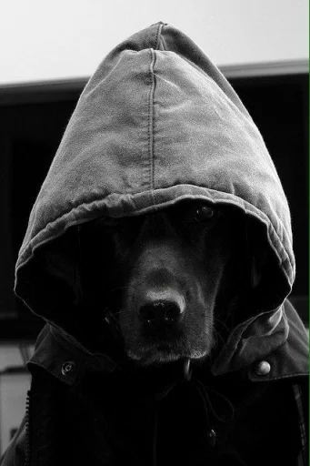 black and white dog breed black