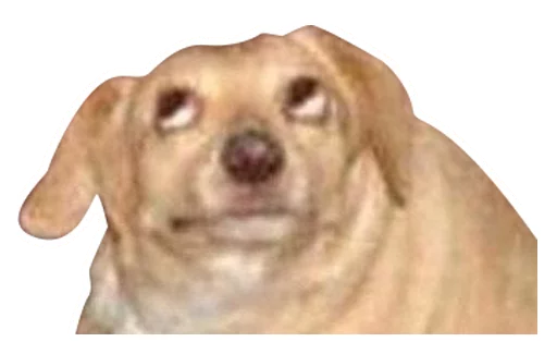 animal mammal dog breed