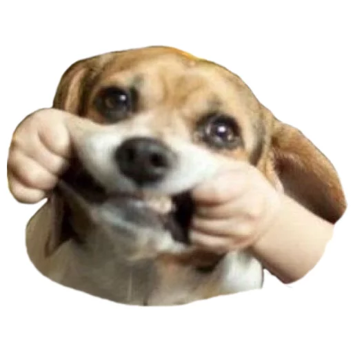 dog breed animal mammal