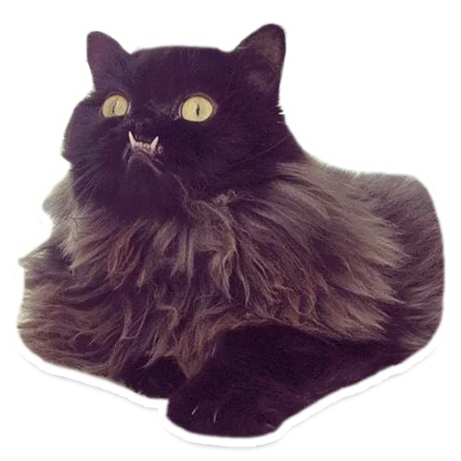 animal small to medium-sized cats mammal