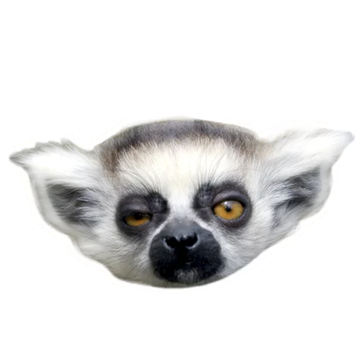 animal mammal primate