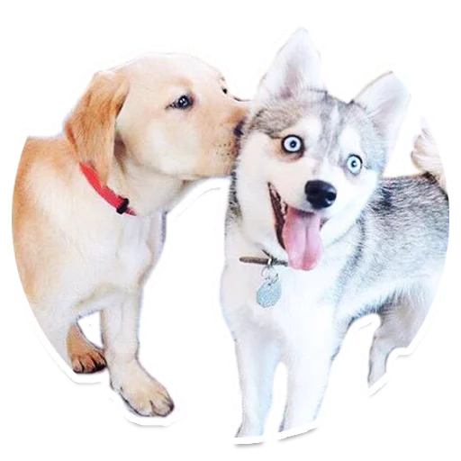 pet dog breed mammal