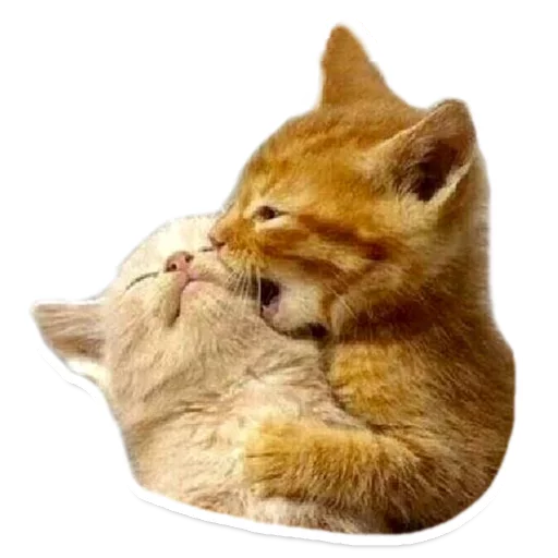 mammal animal small to medium-sized cats