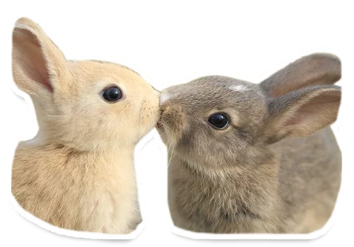 кролик млекопитающее кролики и зайцы