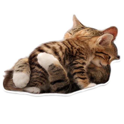 Sexy Animals - животное