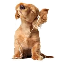 животное собака млекопитающее