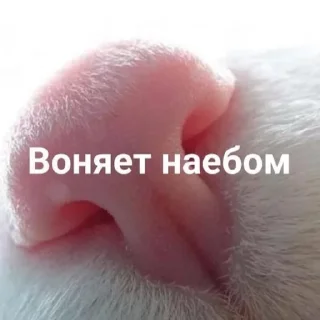 Sticker лекарь пекарь ебырь и аптекарь - 3